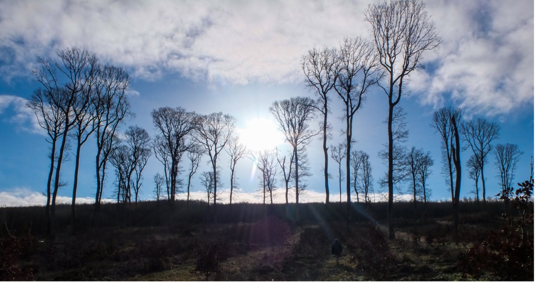 Forêt domaniale de Perseigne 